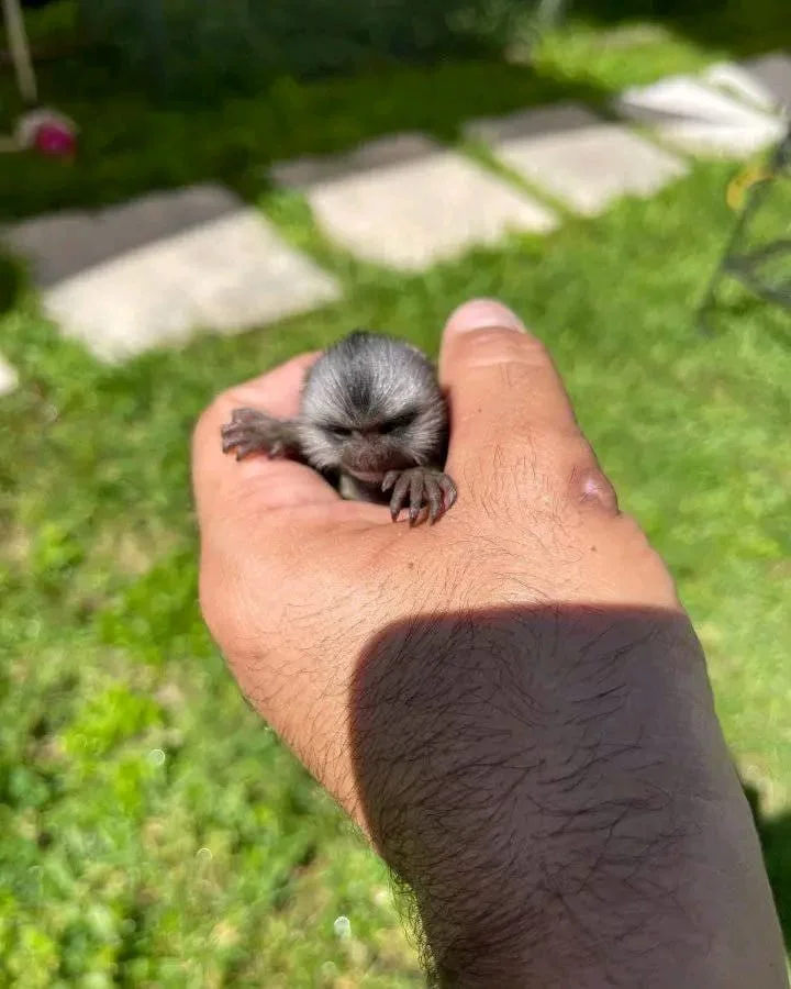 ​ (Tiki) Our Finger Monkey for Sale $100